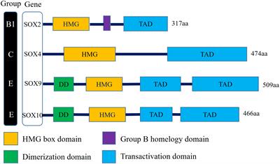 Impact of SOX2 function and regulation on therapy resistance in bladder cancer